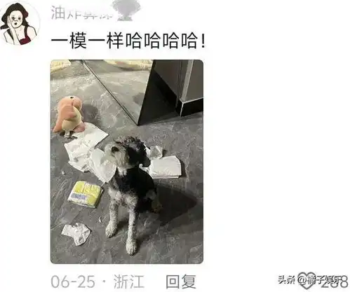  全国狗狗犯错后的统一表情,对比简直不要太明显,心虚全写在脸上