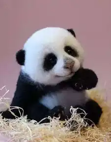 熊猫狗图片表情包耳机