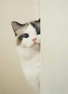  你连表情包里猫的名字都不知道,还敢说爱猫