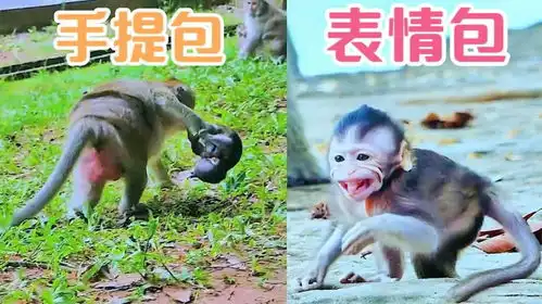  小猴子泰胖,被妈妈当成手提包,被爸爸吓出表情包