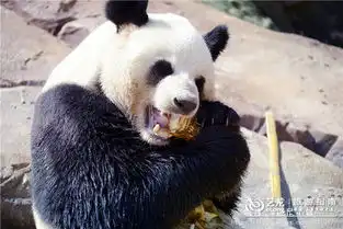  换个视觉高空缆车中看野生动物世界啦