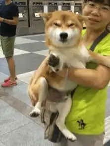  万人迷柴犬的魔力满满,表情包之王的逆袭