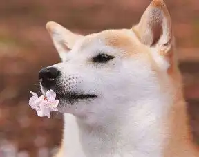  告诉你身边属狗的多忙都要看