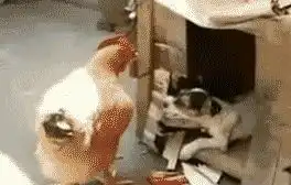  土狗将母鸡拖进狗窝做坏事,狗狗娴熟的动作一看就是老手