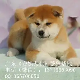  广州哪里有宠物狗广州秋田价格多少包健康可送货
