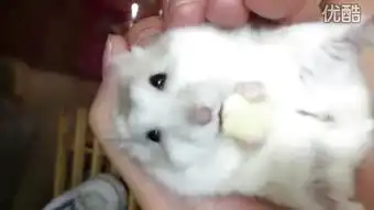  cheese