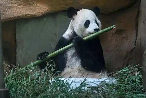  成都动物园大熊猫吃冰抵御高温天气