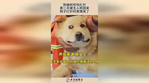  狗被蛇咬怕扎针,第二天被主人抓回来,狗子打针时表情亮了
