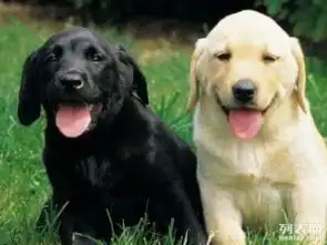  图自家狗场繁殖纯种赛级拉布拉多幼犬包健康杭州宠物狗