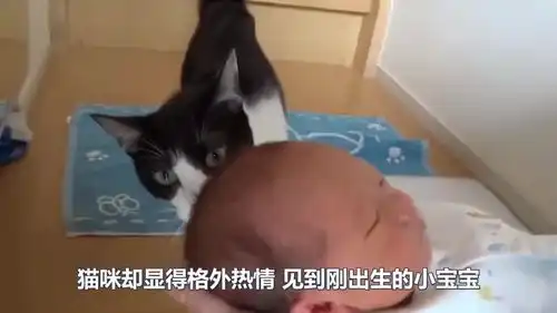  妈咪没空照看宝宝,宝宝强行拉手猫咪笑得开心,猫咪小表情亮了
