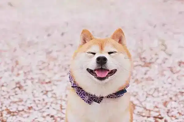  柴犬表情包北登去世谢谢你带给我们的欢乐
