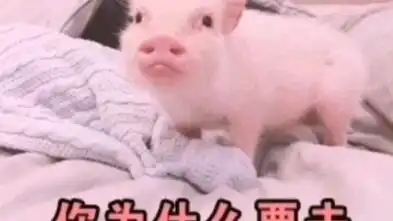  最近很火的摇摇猪表情包,你有用过吗是不是呆萌又有些可爱呢