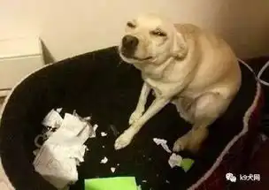  狗狗犯错了,要打吗