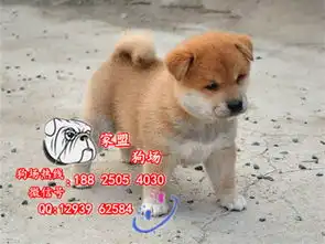  柴犬多少钱,广州宠物犬黄页88网