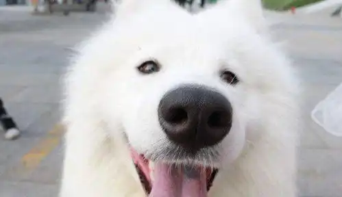  盘点最不会记仇的狗狗,哈士奇上榜,第一名竟是它