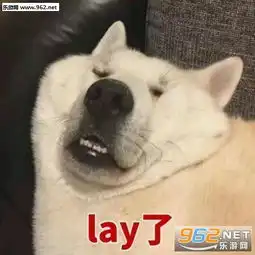  你见过坏笑的狗狗吗表情包霸道狗裁壁咚你表情包下载乐游网游戏下载
