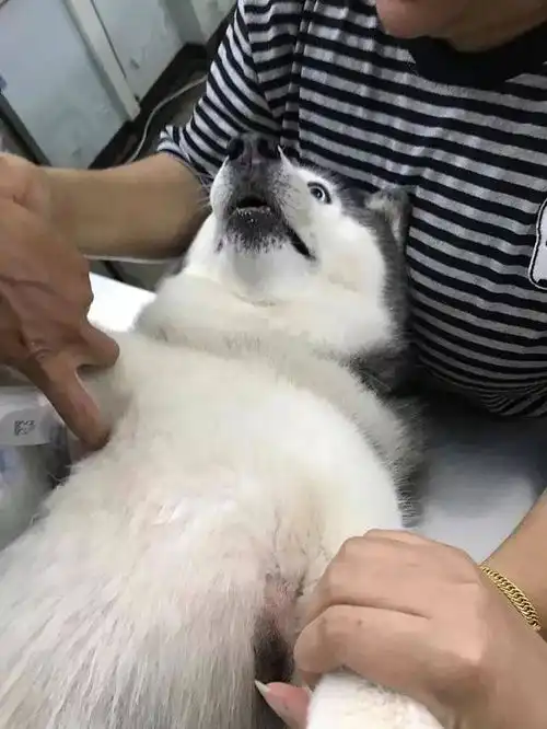  泰国这只哈士猪多次减肥失败后,对狗生已经绝望了