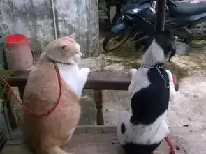  遛狗累了,在边上休息时,来了一只被遛的橘猫,那体积...