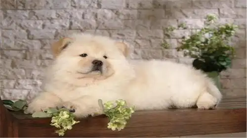  狗狗吐了还全身哆嗦