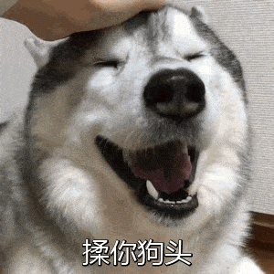 小狗头的聊天动态表情图
