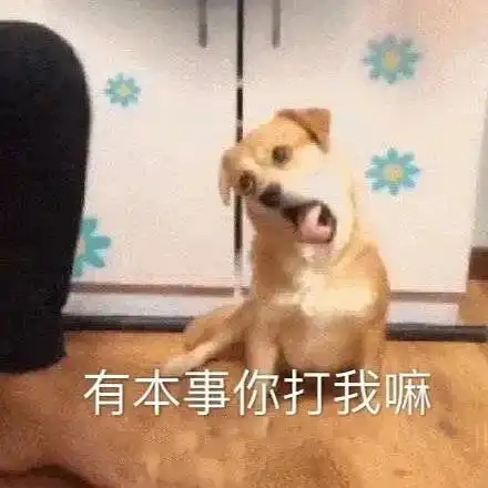  狗表情包对比今日头条
