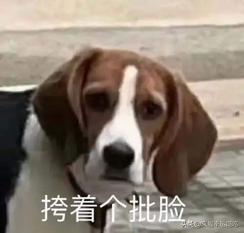 饭碗被压扁后,狗狗瞬间跌坐地上,被气哭还引来了警察叔叔