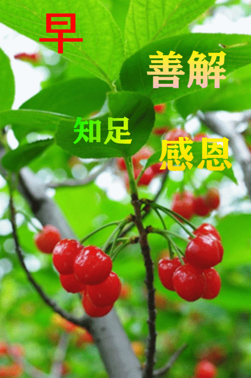  6月28日最漂亮早上好动态表情图片大全,早晨好动图美图大全