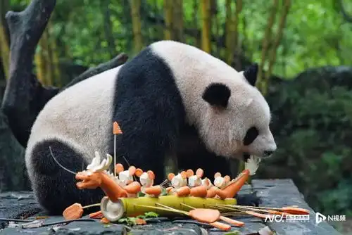  给熊猫包粽子,和动物一起花式过端午