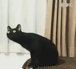 高傲表情包是谁黑猫