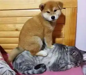  柴犬是猫咪一把屎一把尿带大的,如今猫咪老了,柴犬居然怎样