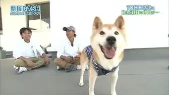 柴犬挨打表情包去世