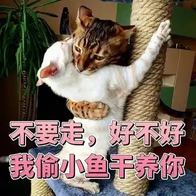  喵喵表情包