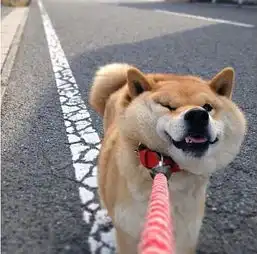  七夕虐狗进行时最适合单身狗的手游推荐