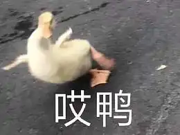  萝卜有大白菜的主页zcool