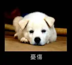 打狗狗表情包宠物