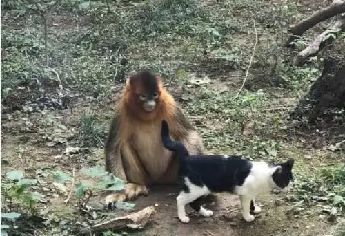  一只猫咪闯进了动物园,被猴子逮了个正着,果然难逃被撸的命运