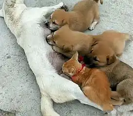  田园犬正在院子里喂奶,却突然传来奶狗惨叫声,出来一看捂脸