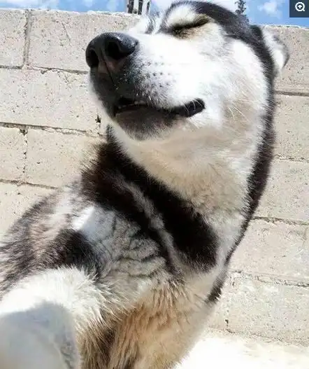  狗狗自拍也疯狂