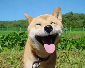  致敬我们用过的汪届表情包鼻祖16岁日本柴犬北登去世