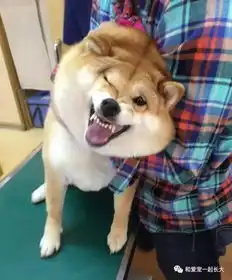  该送小柯基还是小柴犬给女朋友呢
