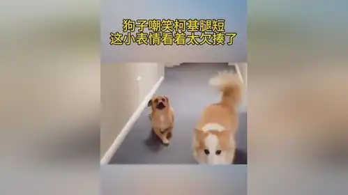  狗子嘲笑柯基腿短,这小表情看着太欠揍了