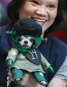  狗狗好莱坞模仿秀吉娃娃变科学怪人滚动新闻