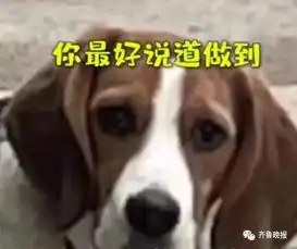  停车压扁狗子铁饭碗,狗狗委屈表情引10万网友在线喊赔碗...