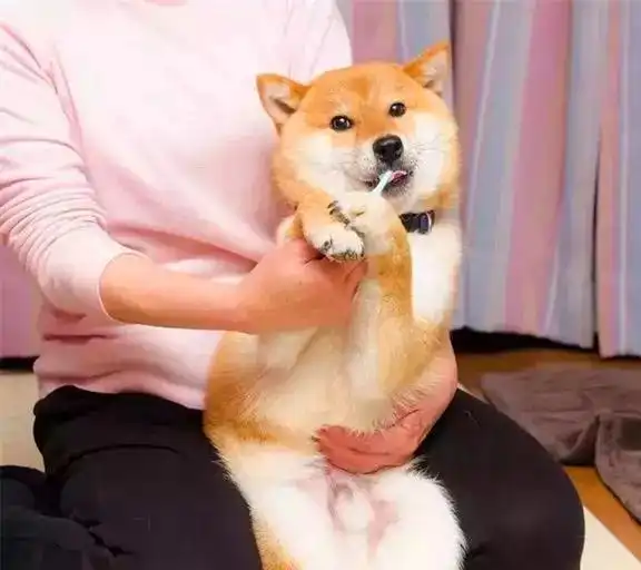  柴犬刷牙时表现出众,靠此被做成表情包后,狗子因二成知名犬红