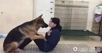  女主人让德牧帮忙做仰卧起坐,亲一下后竟扑上去了