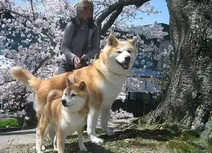  只知道柴犬和秋田日本的狗狗不止这么少,他们有六大天然纪念物