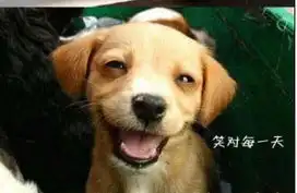  分享开心分享幸福打起精神别囧囧囧了