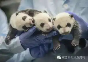  国宝总动员,萌你一脸