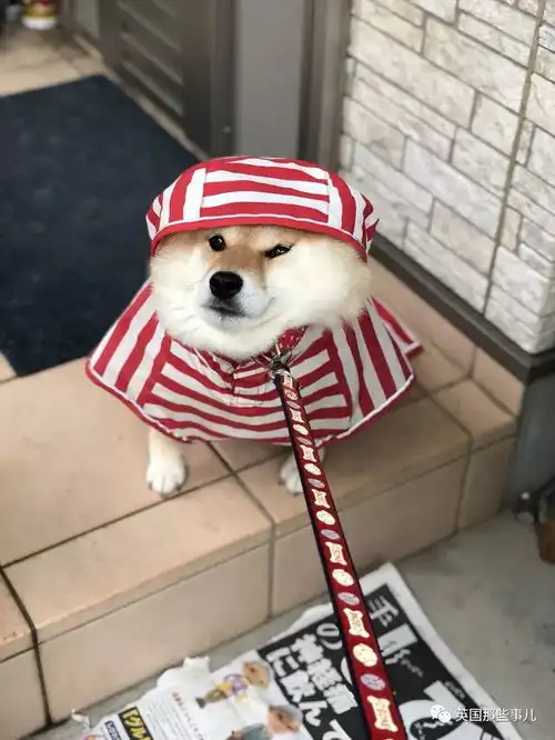  我不想我不想我不想回家这贪玩的柴犬,简直是一行走的表情包