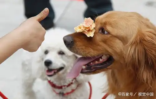  聪明狗会有的8个表现,中4个以上,主人就很有福气了